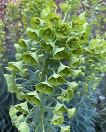Detail van Euphorbia characias Humpty Dumpty bloemen met contrasterende nectarklieren
