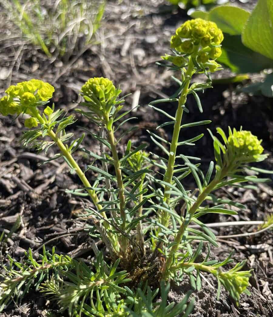 Euphorbia cyparissias Tall Boy met fijn naaldachtig blad en geelgroene bloemen