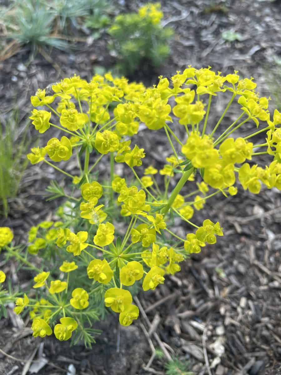 Gele bloemschermen van Euphorbia cyparissias 'Tall Boy' in een border