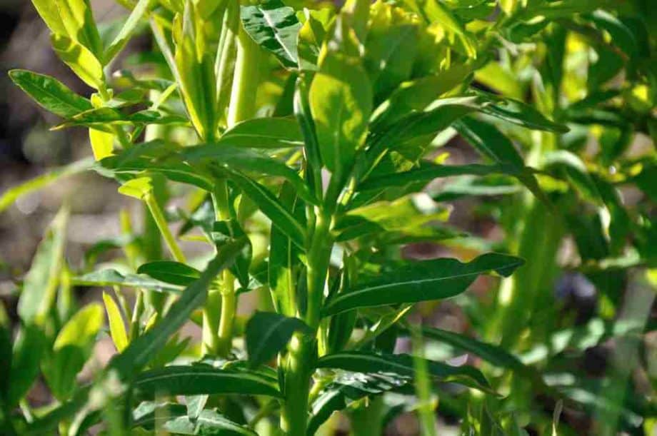 Euphorbia fragifera