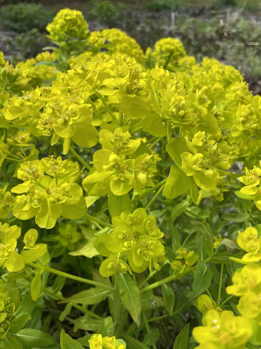 Euphorbia fragifera met grijsgroen blad en geelgroene bloemen