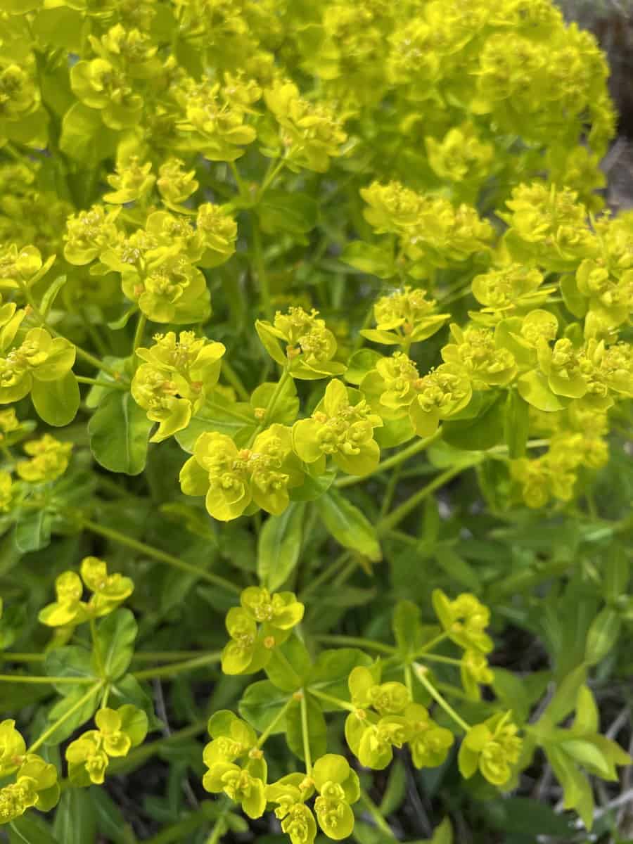Euphorbia fragifera in droge zonnige tuin met compact groeiende vorm