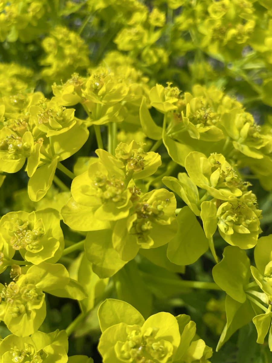 Detail van Euphorbia fragifera bloemen met heldere geelgroene schermen