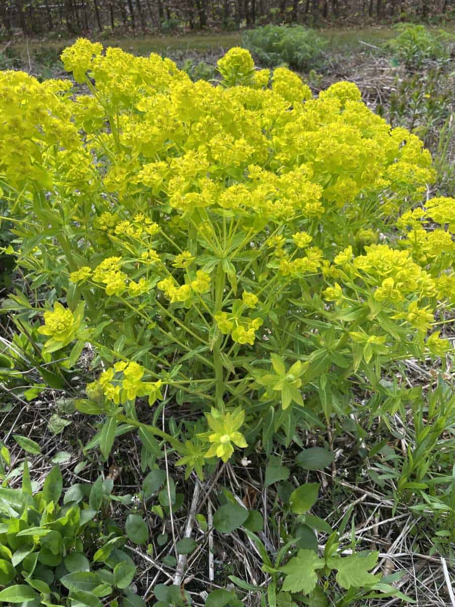 Groepsbeplanting van Euphorbia fragifera met sierlijk blad