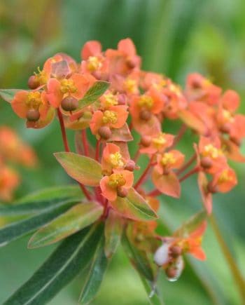 Rood-oranje bloei van Euphorbia griffithii ‘Fireglow’