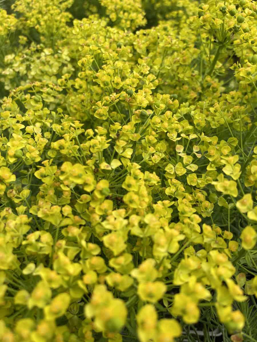 Euphorbia x gayeri ‘Betten’ met geelgroene bloemen in zonnige border