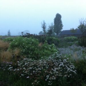 Wild bloemenweide in de ochtendmist, tuin en natuur biodiversiteit.