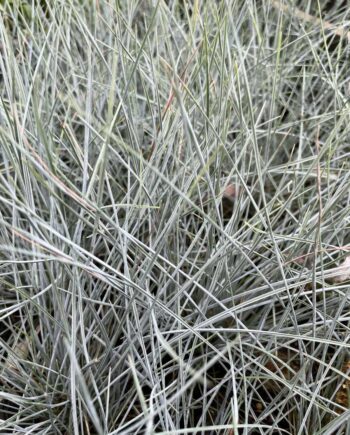 Festuca glauca 'Elijah Blue' met opvallend blauwgrijs blad in een compacte pollen.