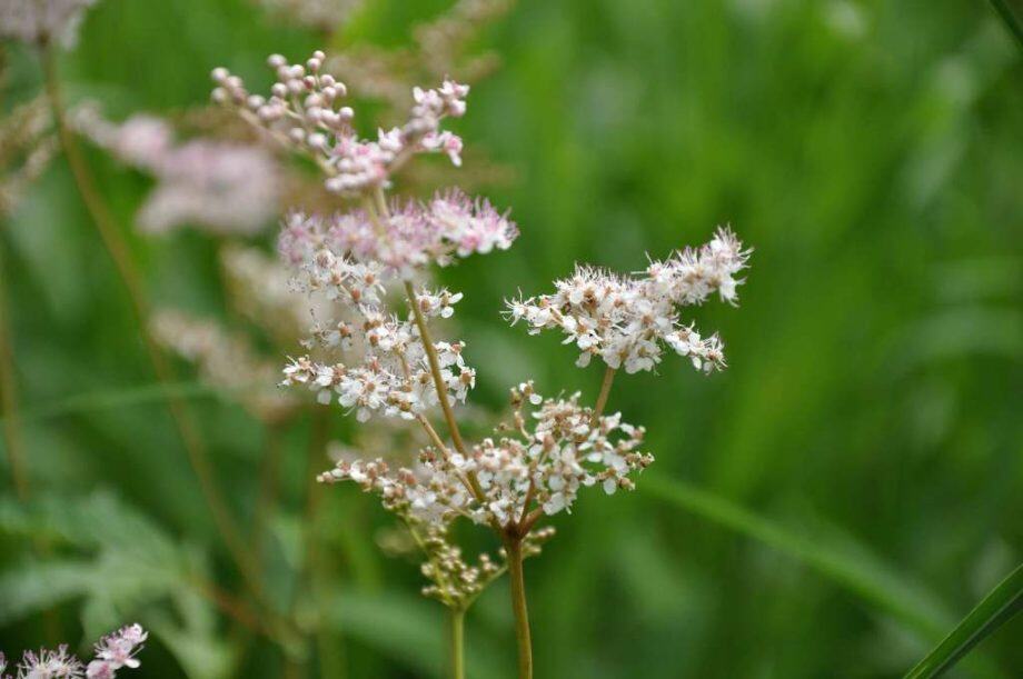Roze bloei van Filipendula rubra ‘Venusta’