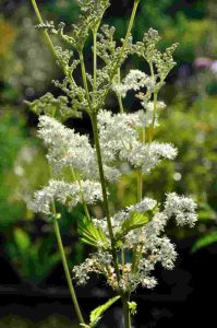 Filipendula ulmaria