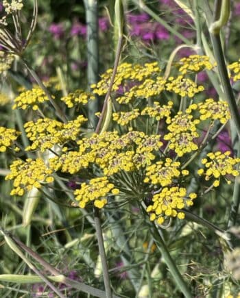 Detail van het bronskleurige draadvormige blad en de gele schermbloemen van Foeniculum vulgare 'Giant Bronze'.