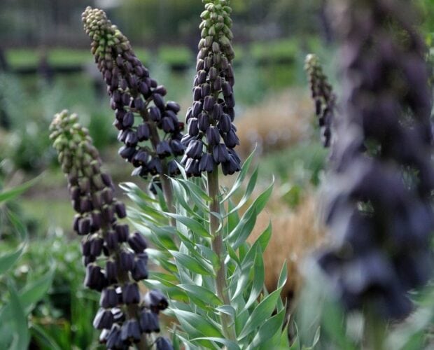 Zwarte kievietsbloemen in bloei met lange stelen en groene bladeren.