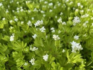 Galium odoratum