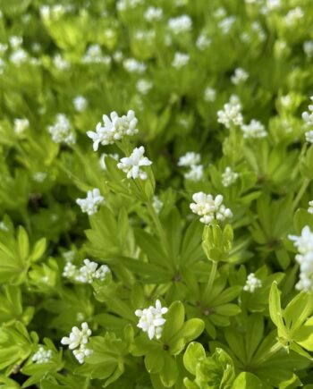 Galium odoratum met witte bloemen en frisgroen blad