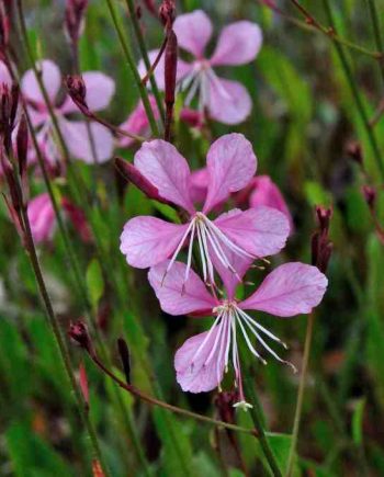 Roze bloei van Gaura lindheimeri ‘Siskiyou Pink’