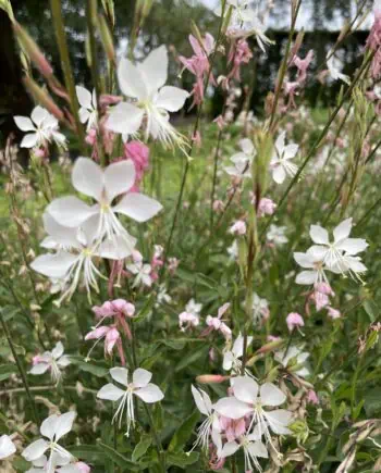 Gaura lindheimeri 'Whirling Butterflies' met sierlijke witte bloemen in volle zomerbloei.