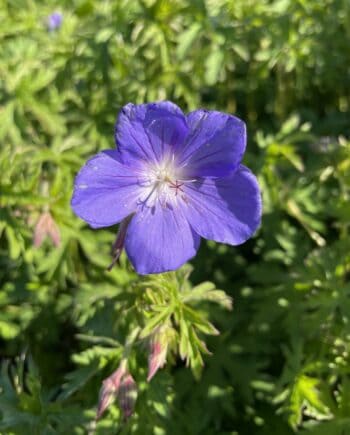 Geranium Brookside met helderblauwe bloemen en frisgroen blad