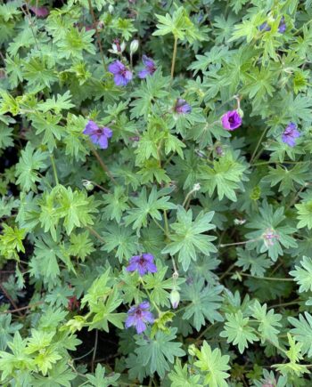 Geranium 'Dilys' met magentaroze bloemen en een losse, bodembedekkende groei.