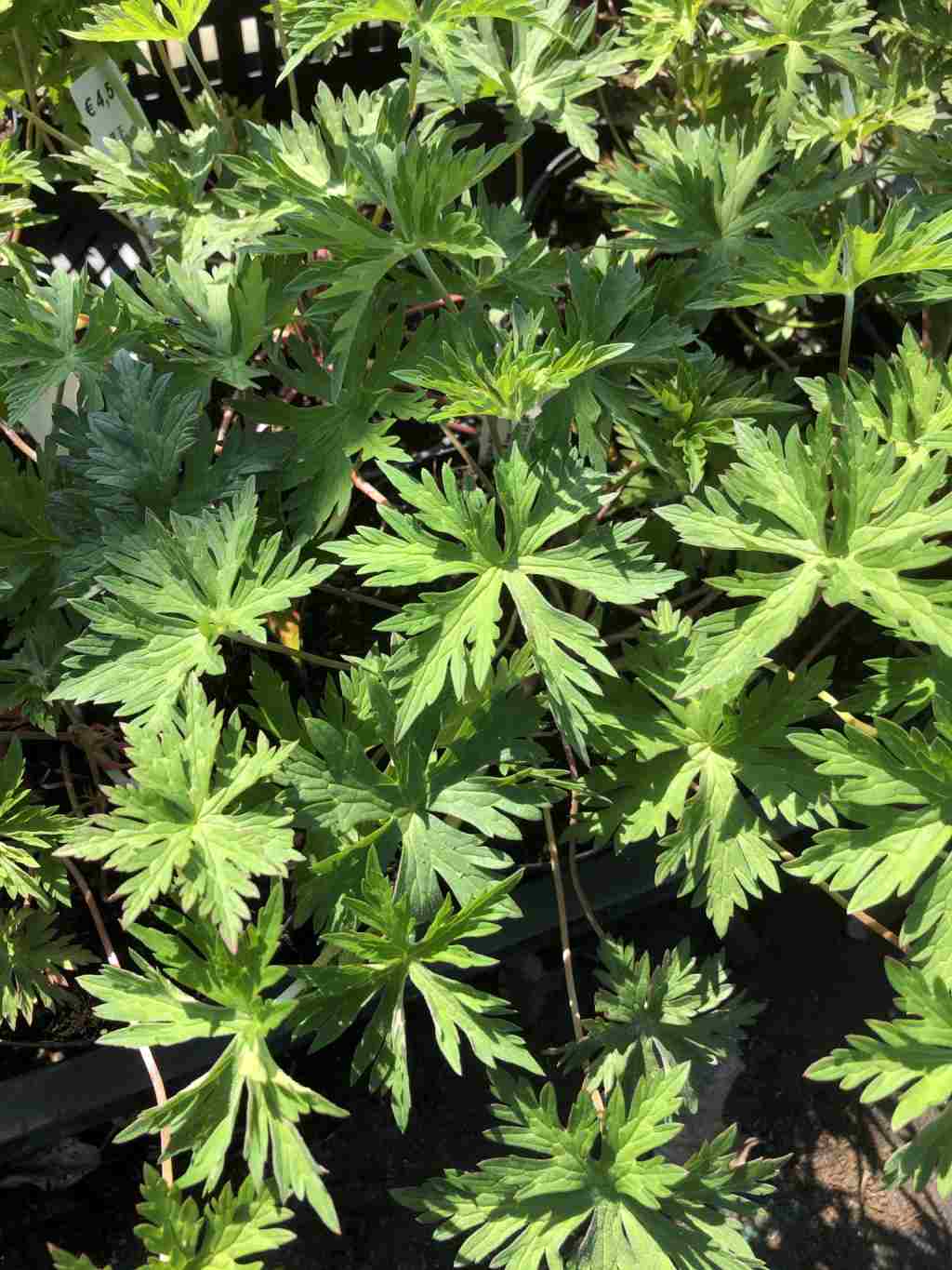 Geranium 'Orion'