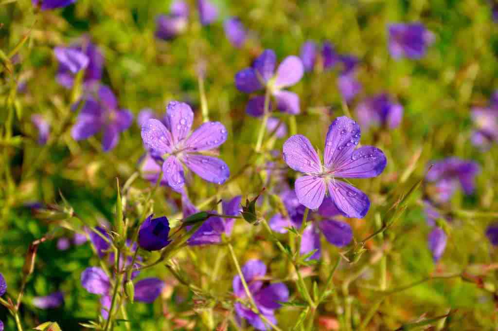 Violetblauwe bloei van Geranium ‘Orion’