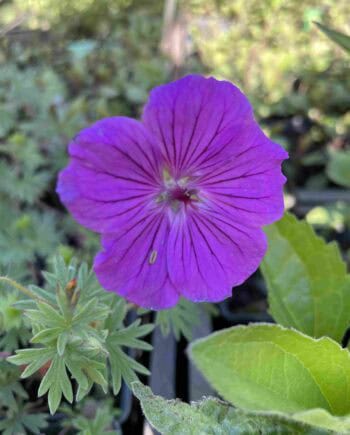 Felroze bloei van Geranium sanguineum ‘Tiny Monster’