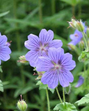 Blauwviolette bloei van Geranium × magnificum ‘Rosemoor’