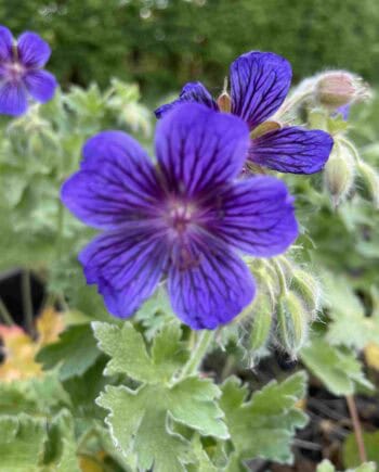Violetblauwe bloei van Geranium magnificum