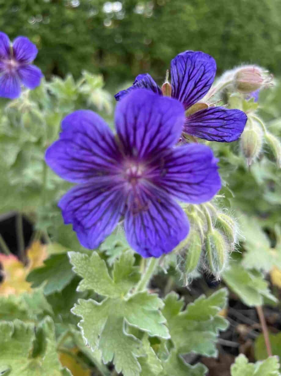 Violetblauwe bloei van Geranium magnificum