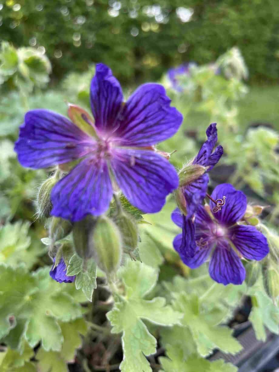 Geranium magnificum