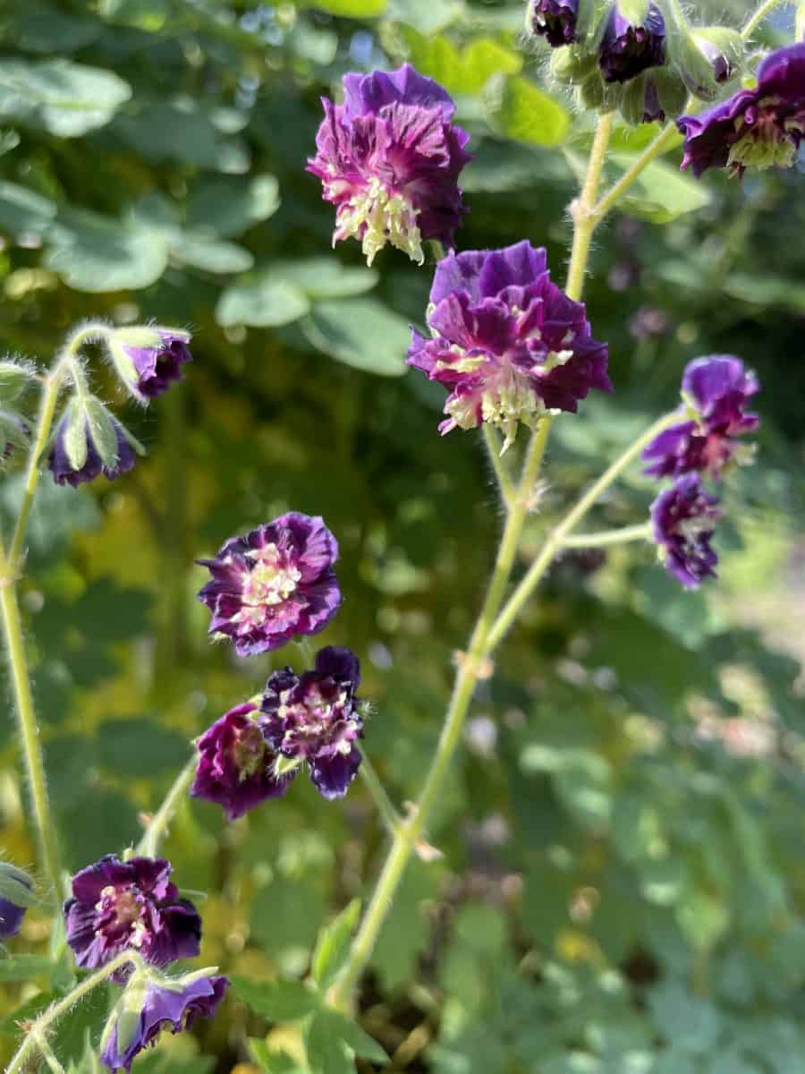 Geranium phaeum Joseph Green met donkerpurperen bloemen en lichtgroen hart in bloei