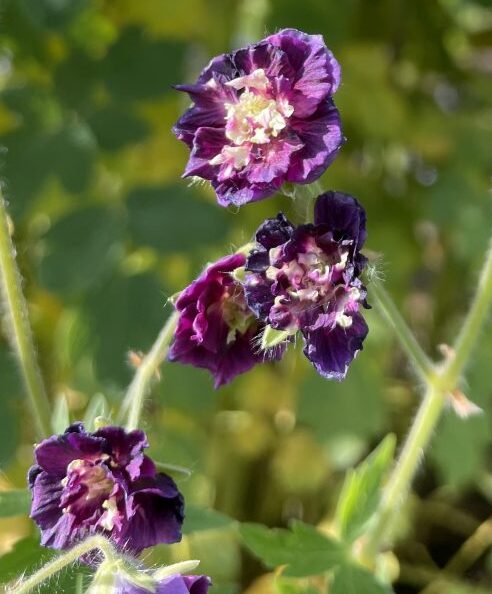Detail van donkerpurperen bloemen van Geranium phaeum Joseph Green met contrasterend licht hart