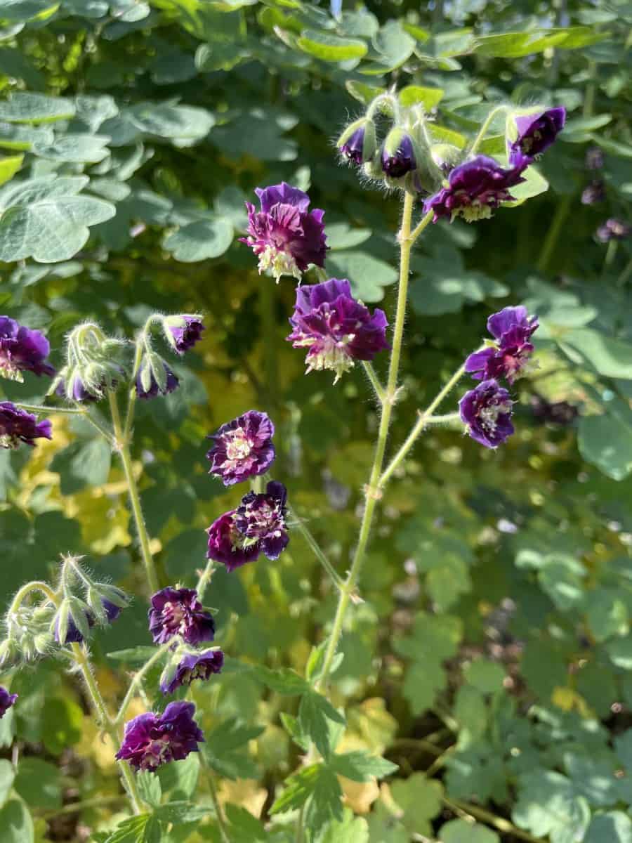 Geranium phaeum Joseph Green met hangende donkerpaarse bloemen op slanke stelen