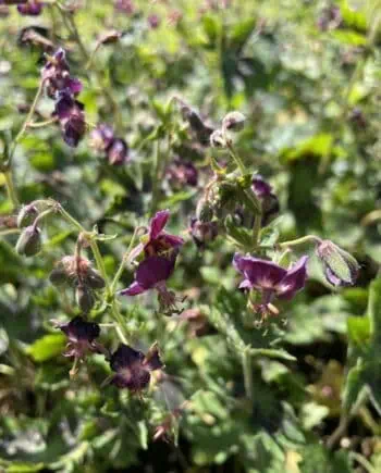 Geranium phaeum Samobor met donkerpaarse bloemen en gevlekt blad