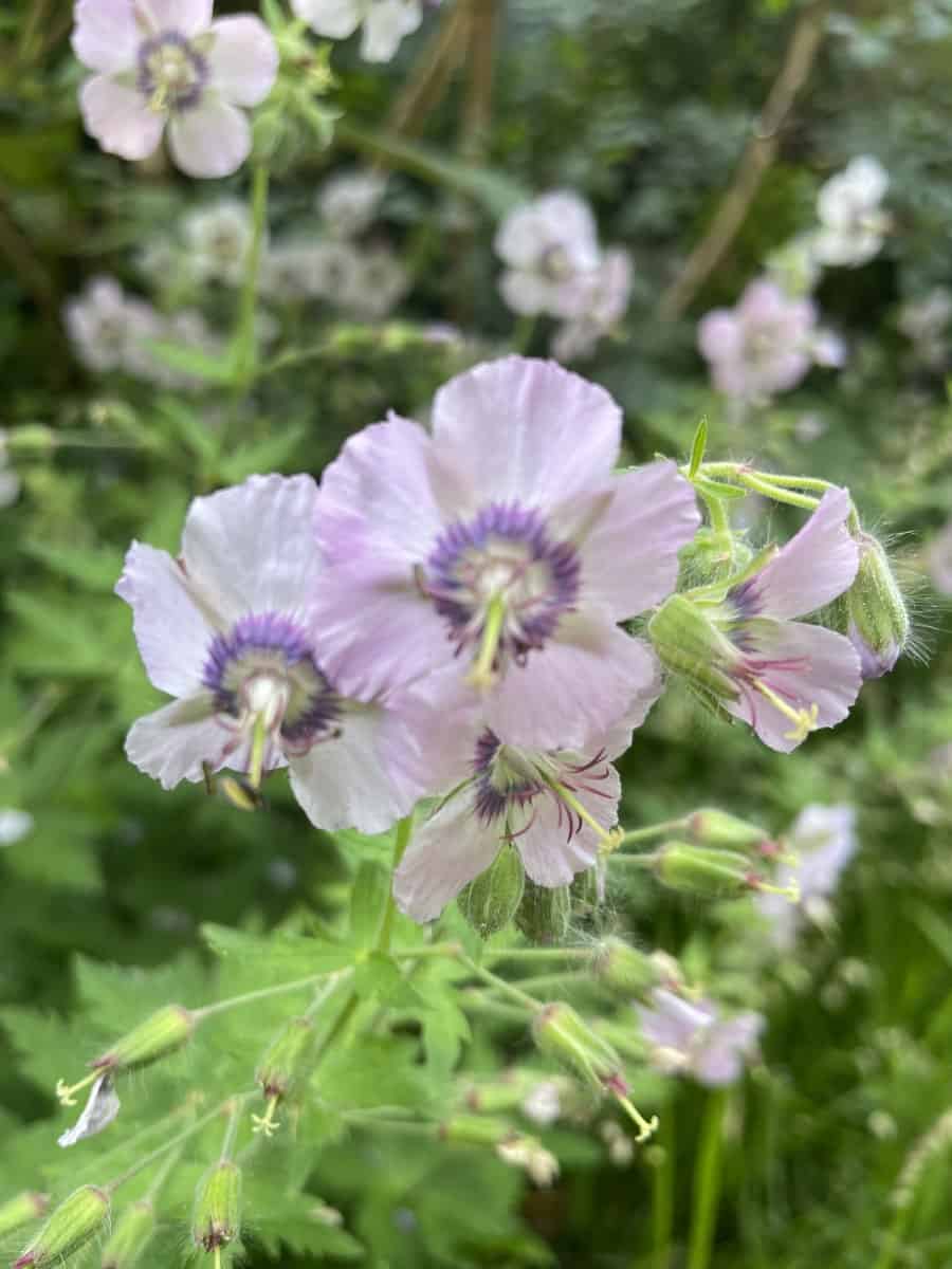 Geranium phaeum Wendy's Blush met zachtroze bloemen en donker hart