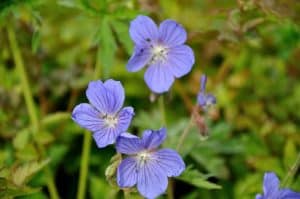 Geranium pratense