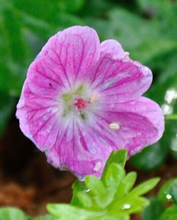 Warmroze bloei van Geranium sanguineum ‘Elke’