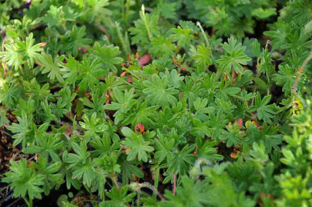 Geranium sanguineum 'Max Frei'