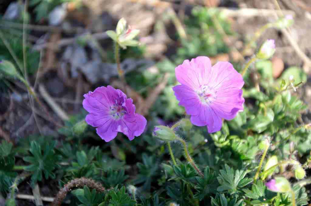 Dieproze bloei van Geranium sanguineum ‘Max Frei’