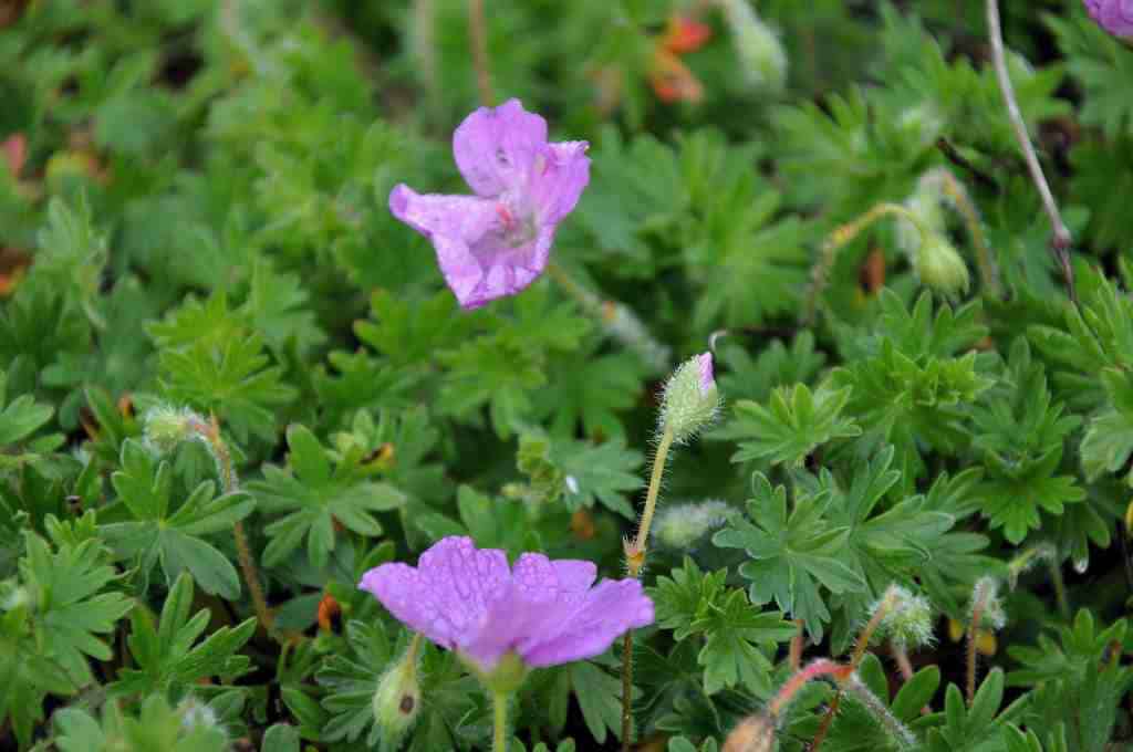 Geranium sanguineum 'Max Frei'