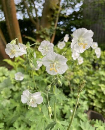 Geranium sylvaticum Album met witte bloemen en groen blad