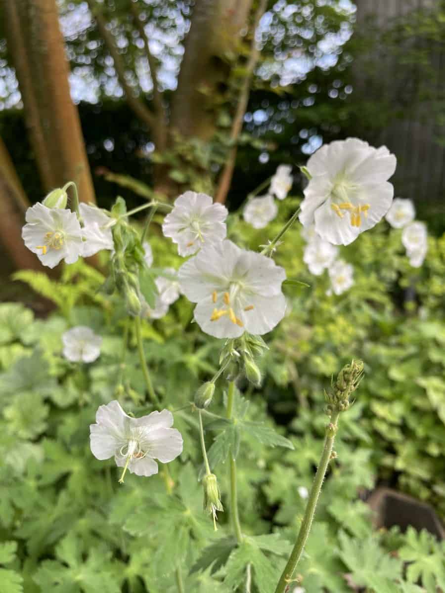 Geranium sylvaticum Album met witte bloemen en groen blad