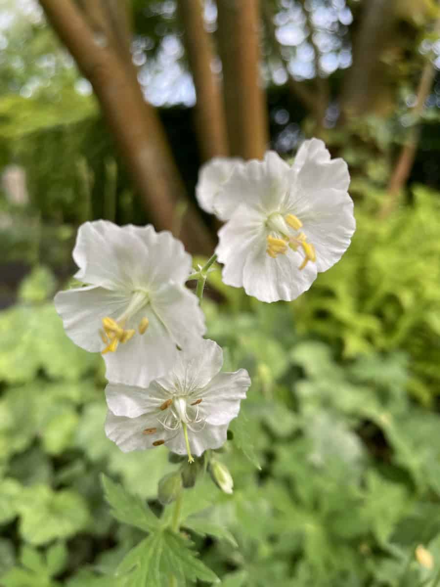 Detail van witte bloemen van Geranium sylvaticum Album met fijne nerven