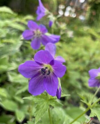 Geranium sylvaticum Birch Lilac in border met lichtlila bloemen en frisgroen blad