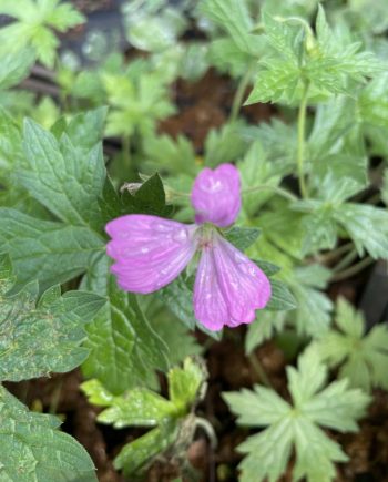 Witroze bloei van Geranium versicolor