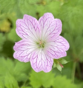 Detail van witte bloemen van Geranium versicolor met paars geaderde bloemblaadjes