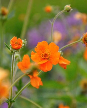 Oranje bloei van Geum ‘Prinses Juliana’
