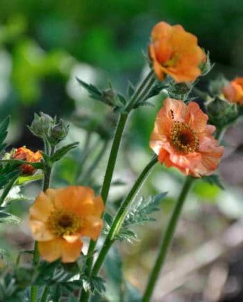Oranje bloei van Geum ‘Totally Tangerine’