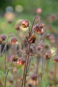 Geum rivale