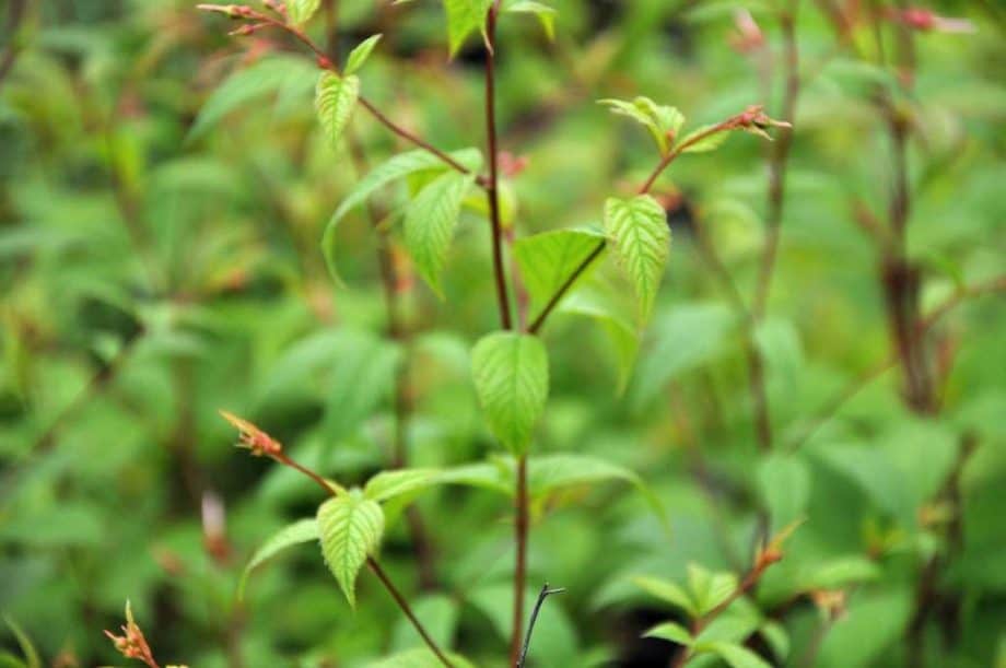 Gillenia trifoliata