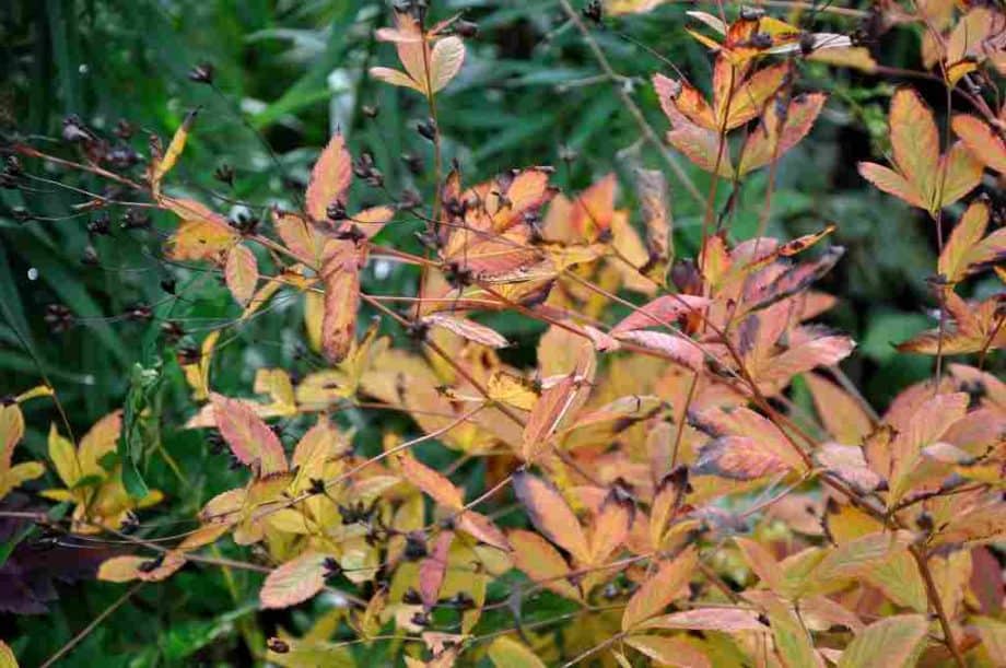Gillenia trifoliata